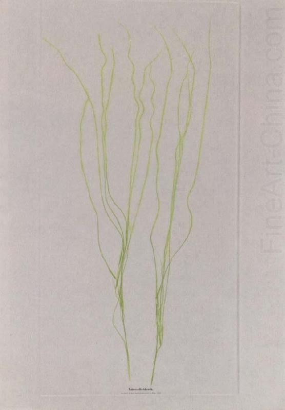 Stalks of grass, Alois Auer von Welsbach